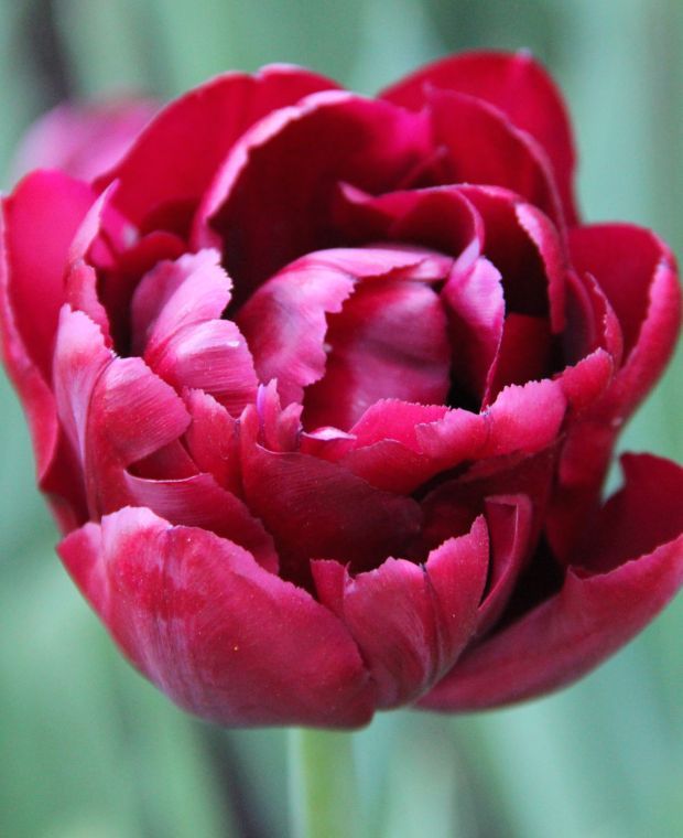 Tulipa Antraciet