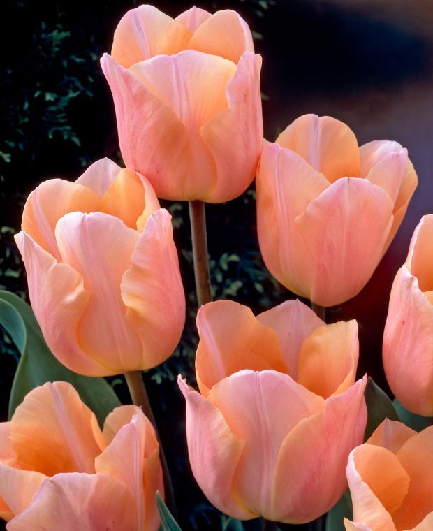 Tulipa Apricot Beauty