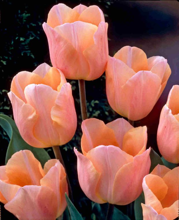 Tulip Peach Melba Single Early Collection