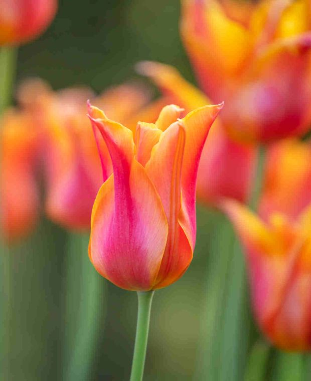 Lavish Lily-flowered Tulip Collection 