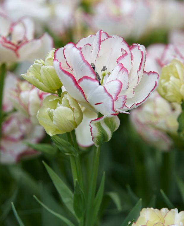 Tulipa 'Belicia'