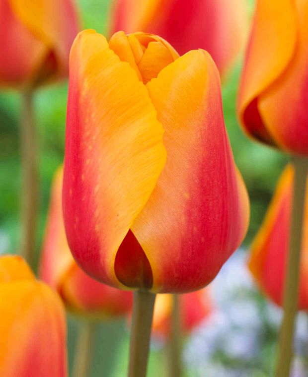 Passionate Tulipa Collection