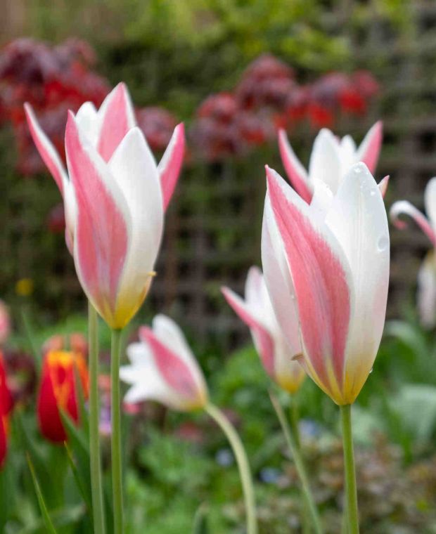 Tulip clusiana 'Lady Jane'