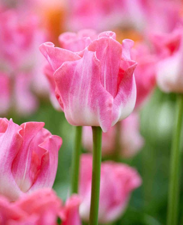 Tulipa Coronets Collection 