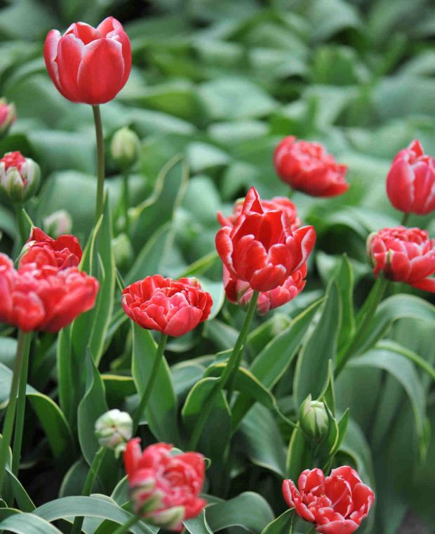 Tulipa 'Dazzling Sensation'