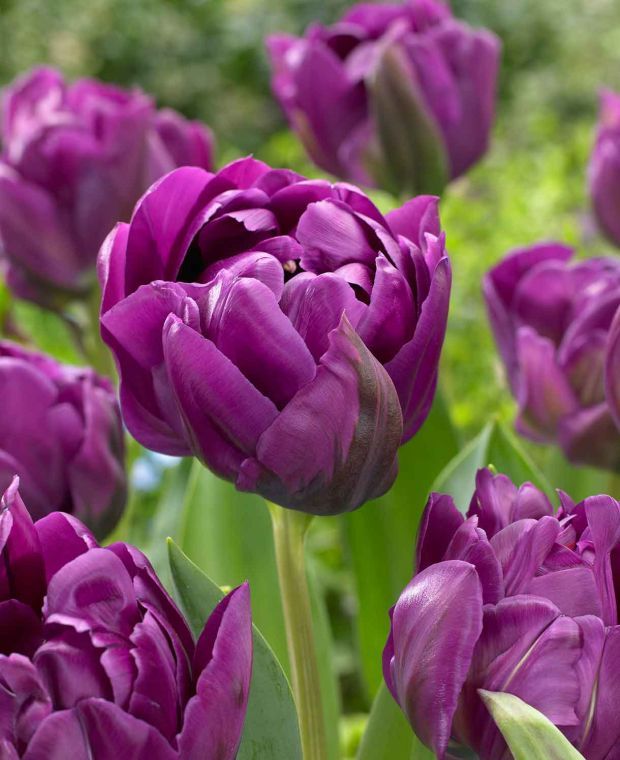 Tulipa Double 'Negrita'
