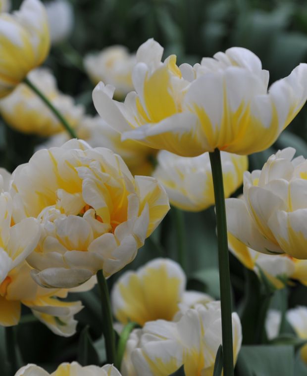 Tulip Flaming Evita