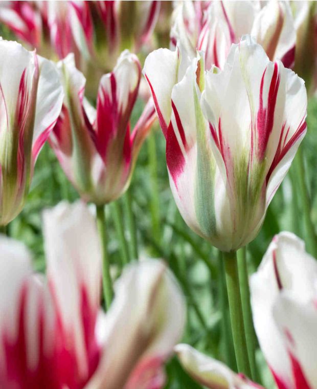 Verdigris Viridiflora Tulip Collection