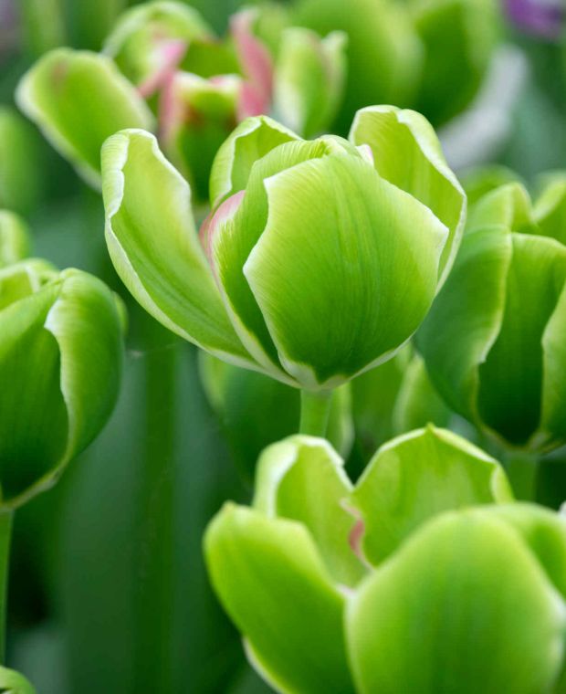 Tulipa 'Green Power' 
