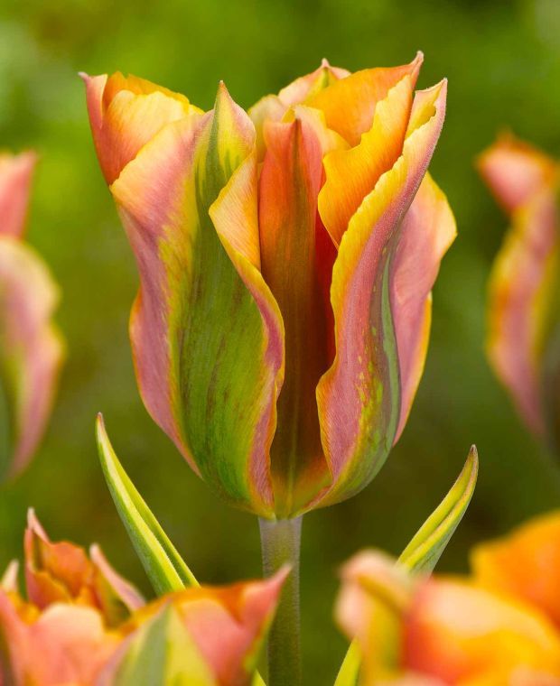 Tulipa 'Green River' 