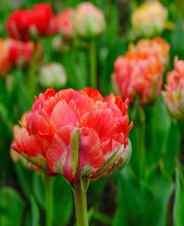 Fine flowering Tulip Collection