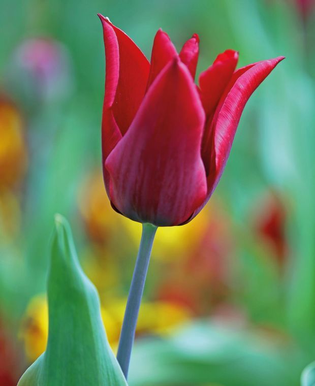 Tulipa 'Lasting Love' 