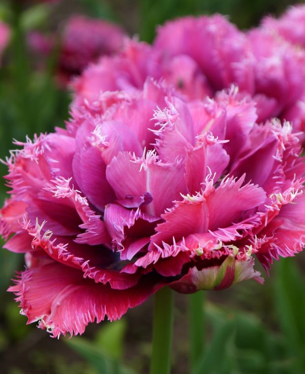 Tulip Fancy Double Collection 45 bulbs