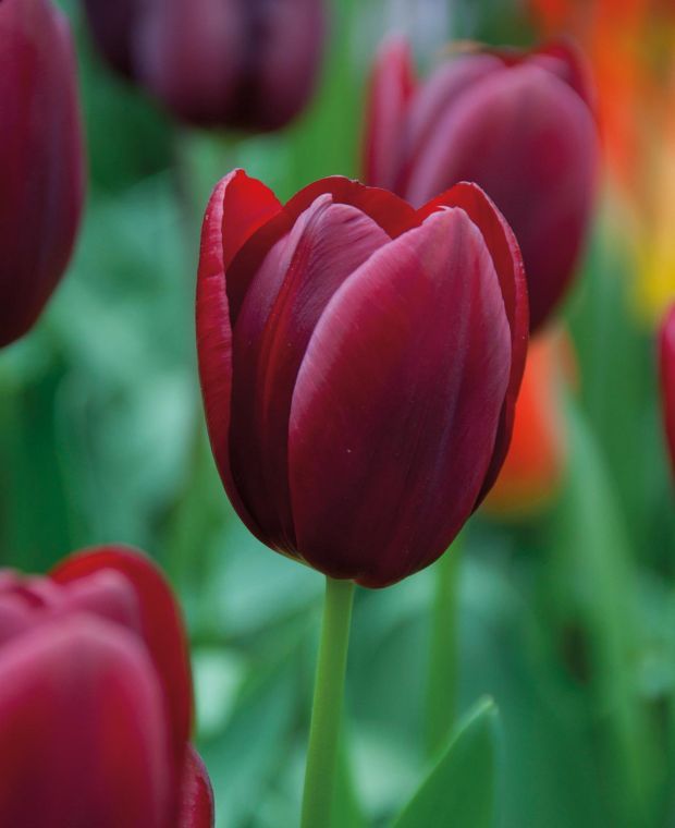 Tulip National Velvet