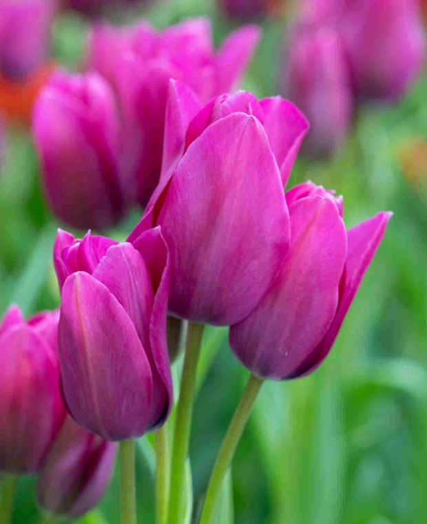Tulipa Multiflora 'Night Club'