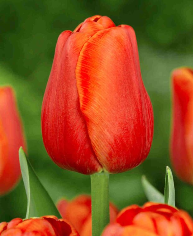 Red Hot Tulip Collection