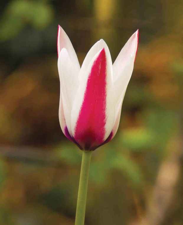 Tulip Remarkable Species Collection