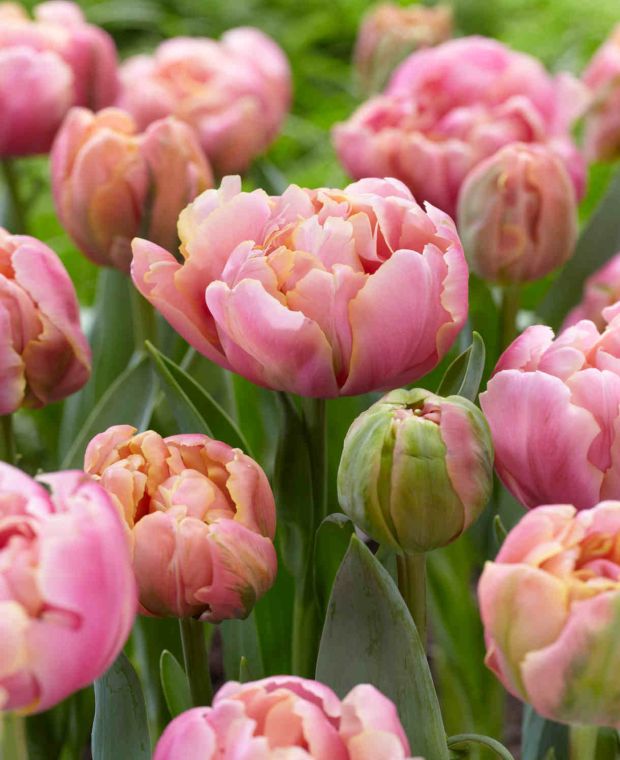 Tulipa 'Pink Star' 