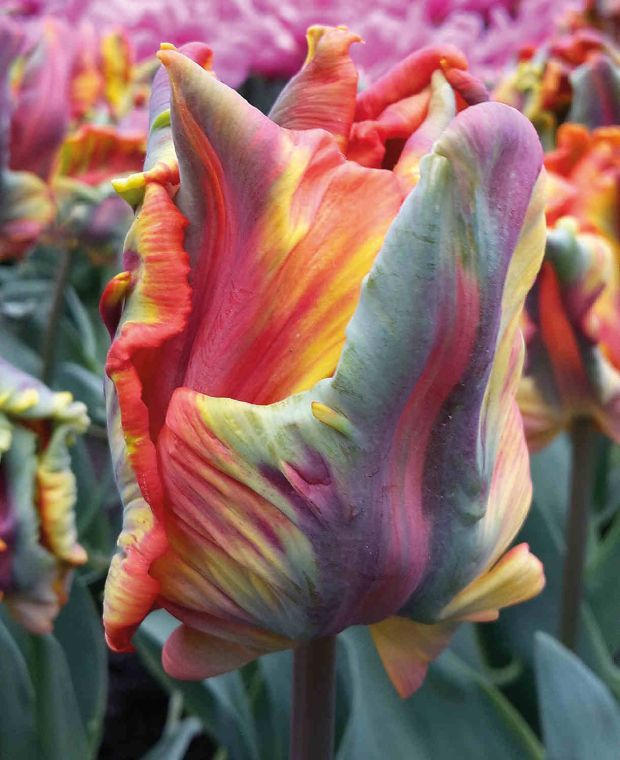 Tulipa 'Rasta Parrot'