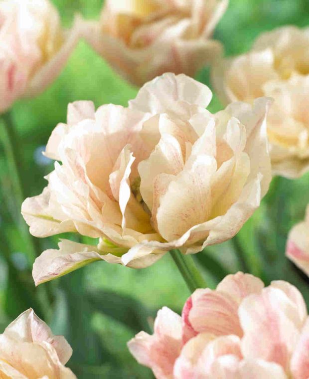Tulipa Silk Road
