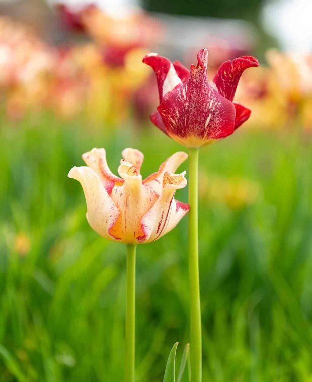Tulipa 'Striped Crown' 