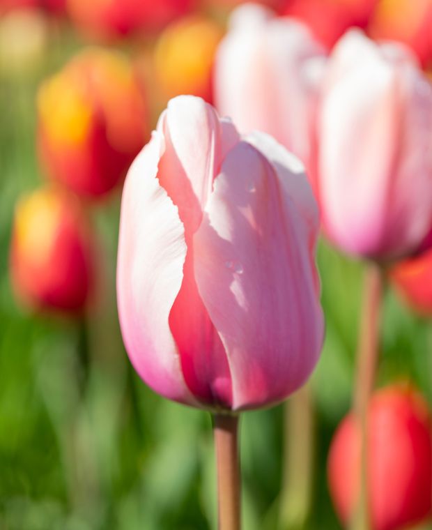 Tulipa 'Sweet Impression'