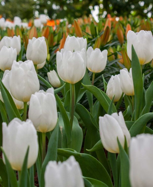 Tulipa White Prince