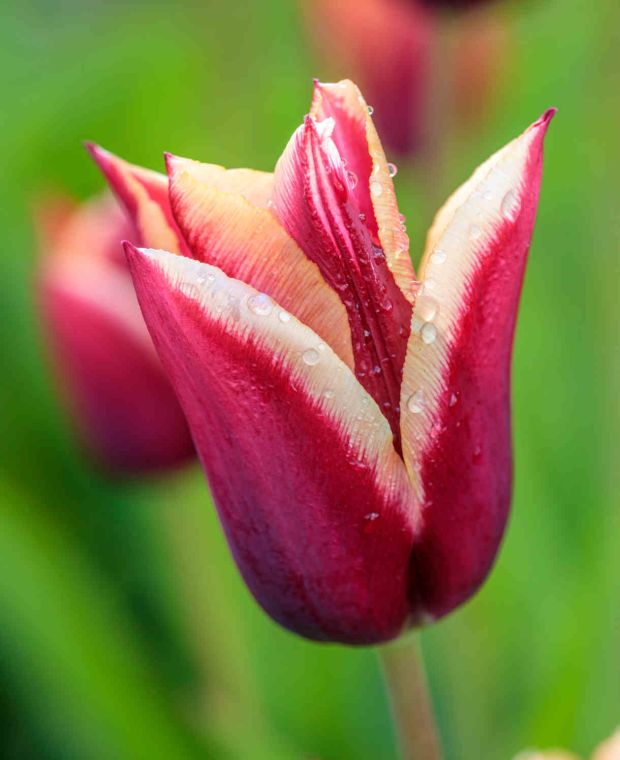 Tulipa 'Gavota'