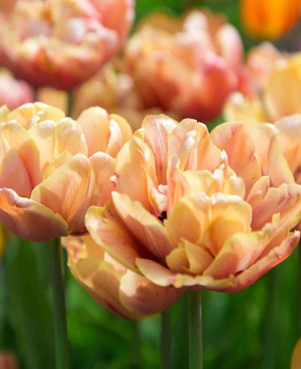 Abiding Tulipa Collection Collection