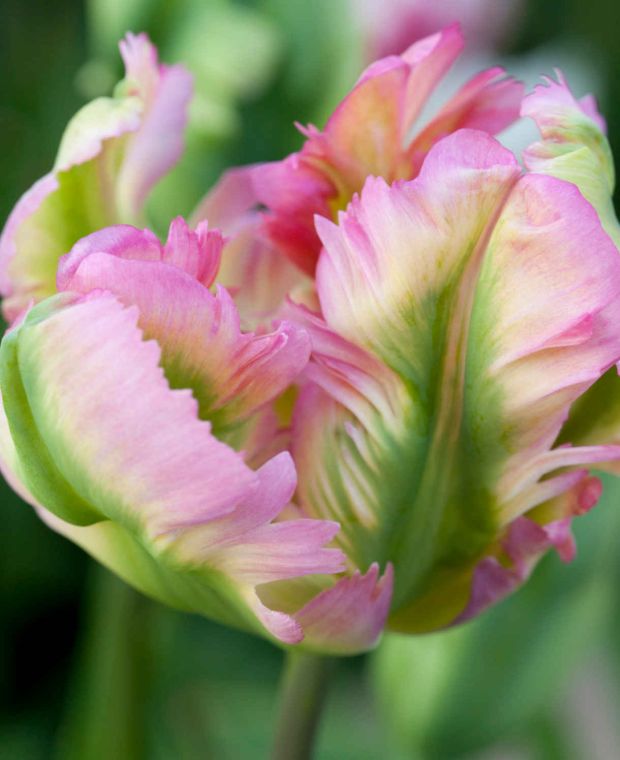 Tulipa 'Green Wave' 