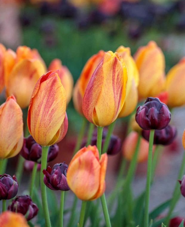 Tulipa 'Rhapsody of Smiles'
