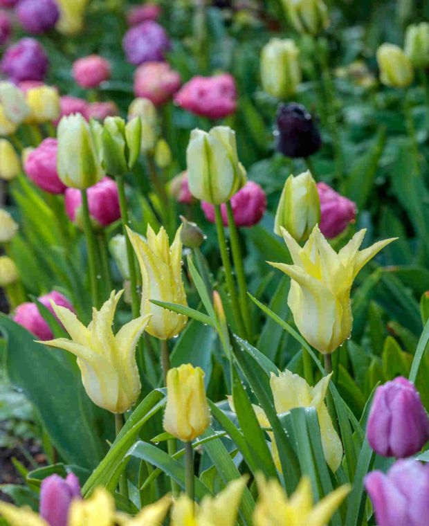 Top-tier Tulipa Collection 