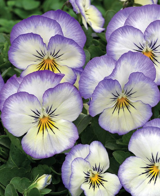 Viola cornuta Penny 'Purple Picotee'