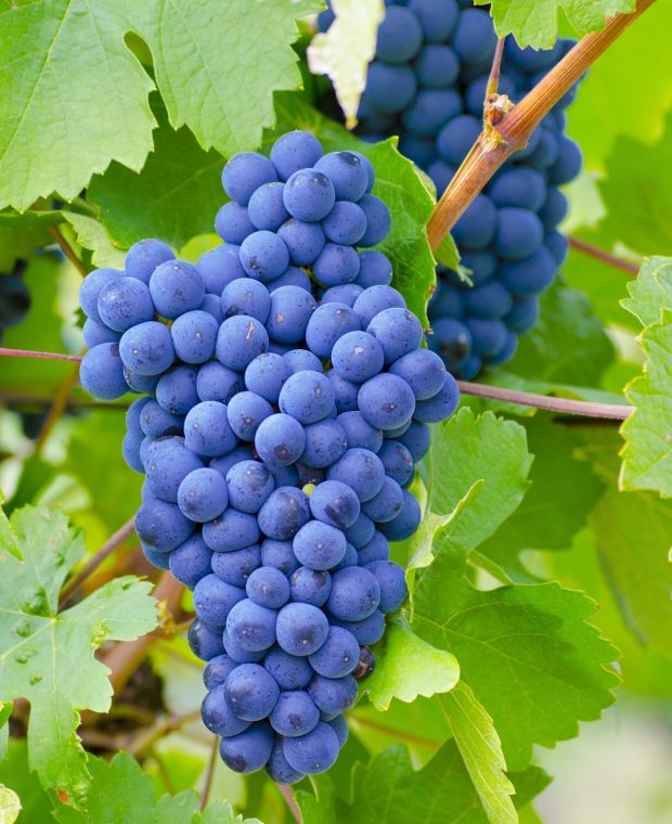 Vitis vinifera Blue Grape