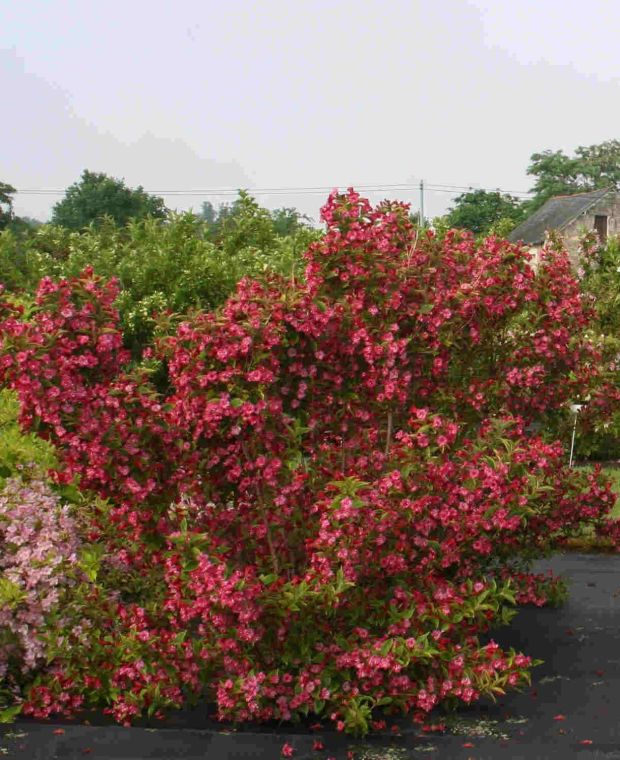 Welcoming Weigela Collection 