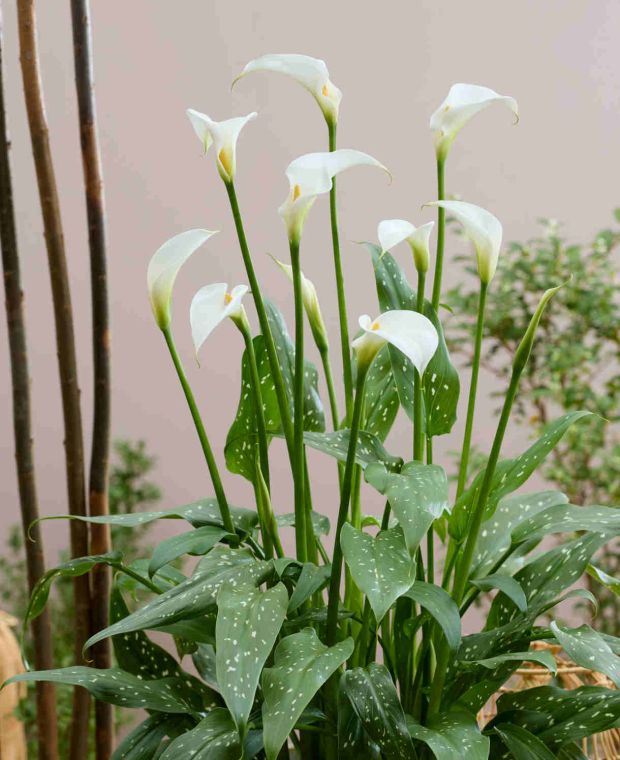 Scented Zantedeschia Duo