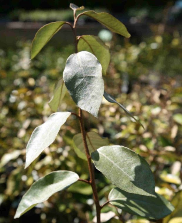 Eleagnus ebbingei Compact