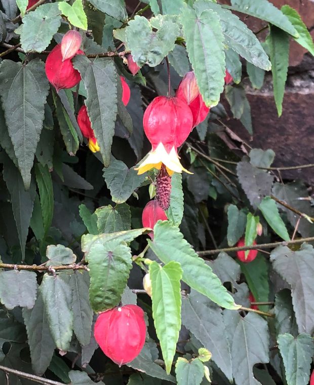 Abutilon megapotamicum