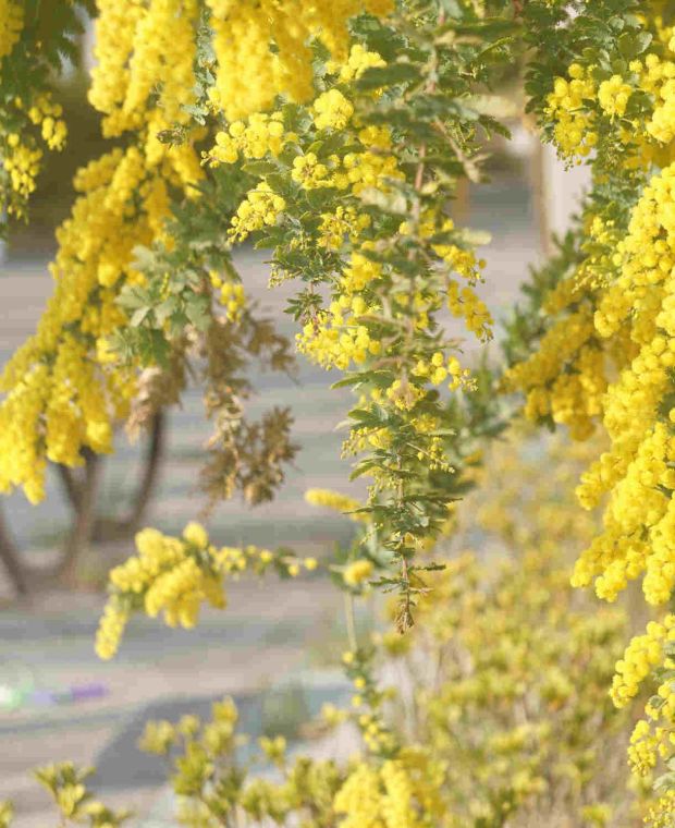 Acacia decurrens var. dealbata