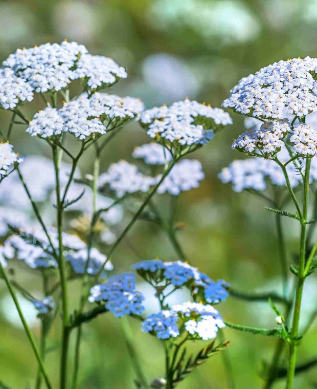 Achillea millefolium 