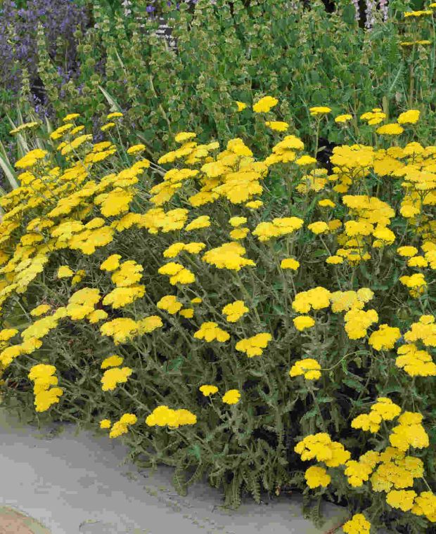 Achillea millefolium 'Moonshine'