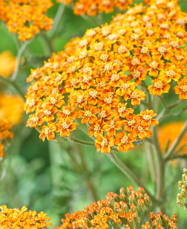 Achillea millefolium Terracotta