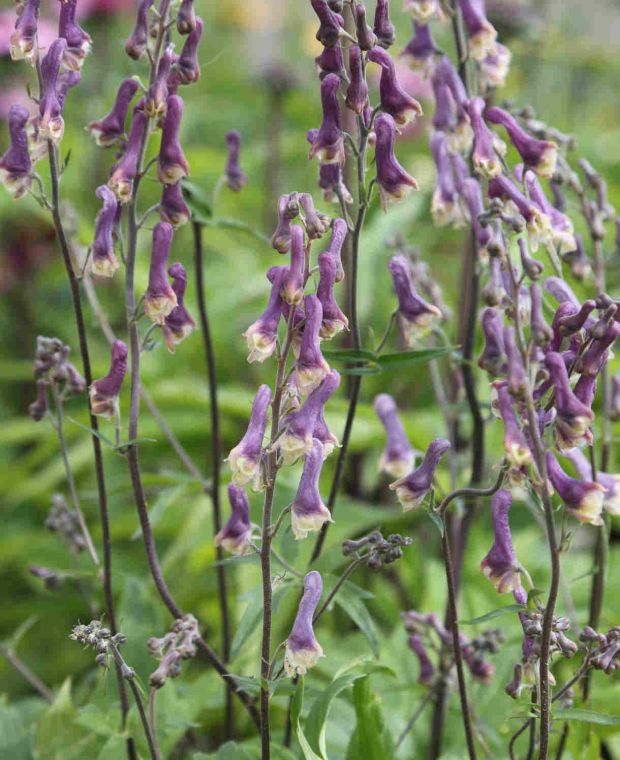 Aconitum Purple Sparrow