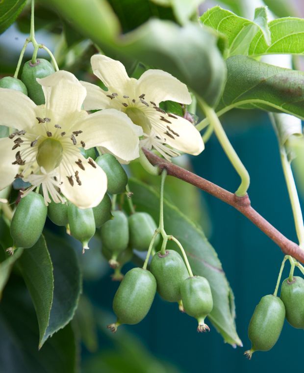 Actinidia arguta Issai