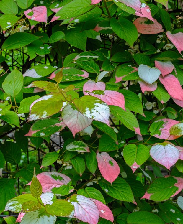 Actinidia Kolomikta