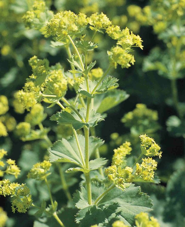 Alchemilla mollis