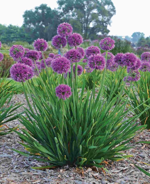 Allium Lavender Bubbles