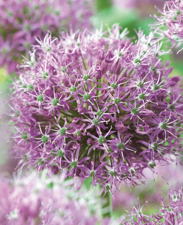 Allium stipitatum