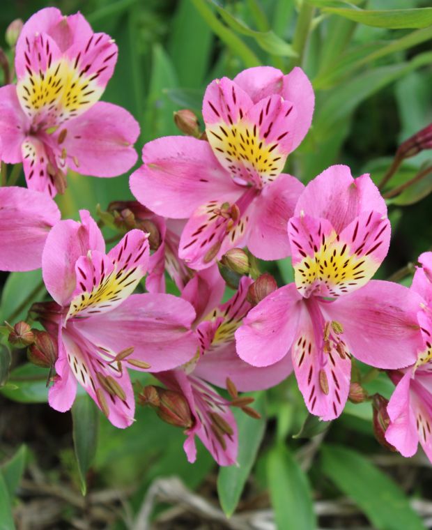 Alstroemeria Edouard