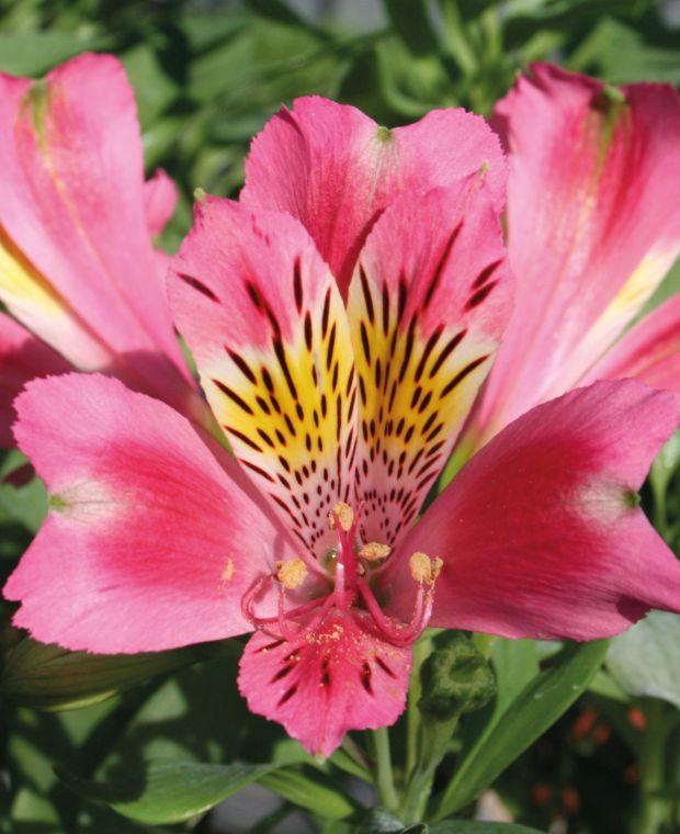 Alstroemeria 'Duchess Isabelle'